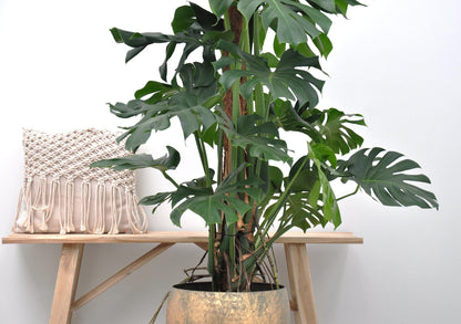 Monstera Deliciosa XXL | ↕150cm - Ø27 cm