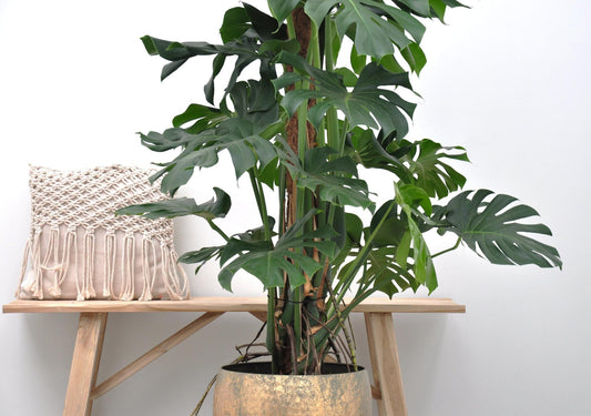 Monstera Deliciosa XXL | ↕150cm - Ø27 cm