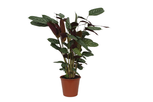 Calathea Compactstar | ↕90 cm - Ø21cm