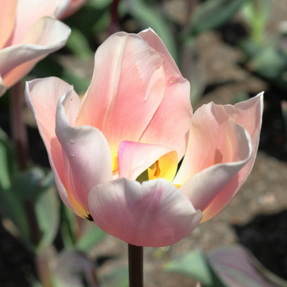 20x Tulpenbollen Apricot Delight – Roze Apricot Tulp
