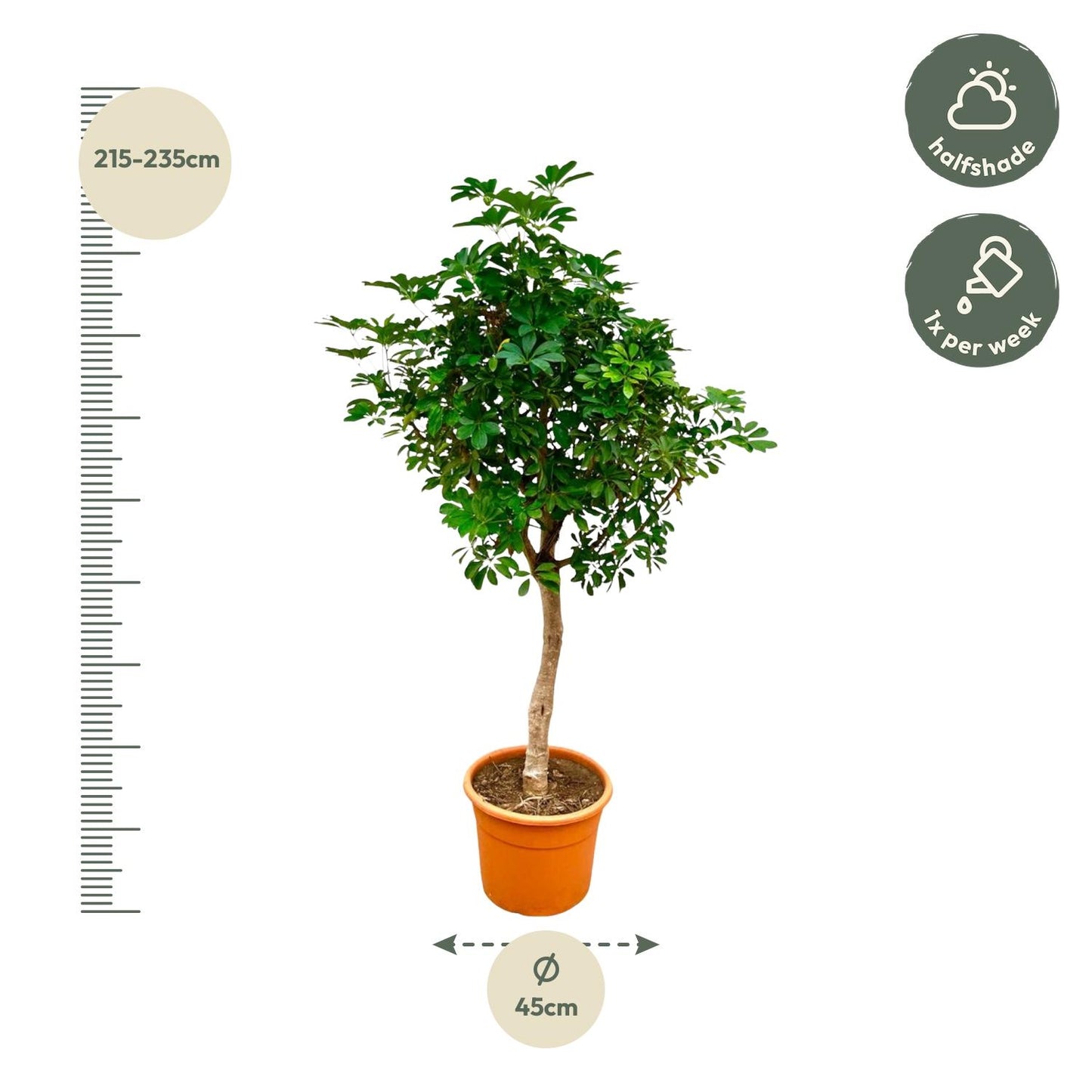 Schefflera op stam - 210cm hoog - 45cm doorsnede