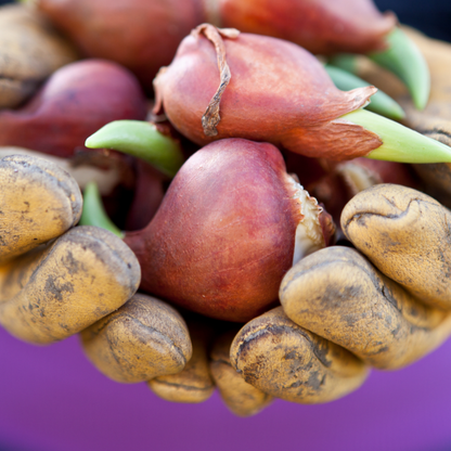20x Tulpenbollen Dynasty – Roze Tulp