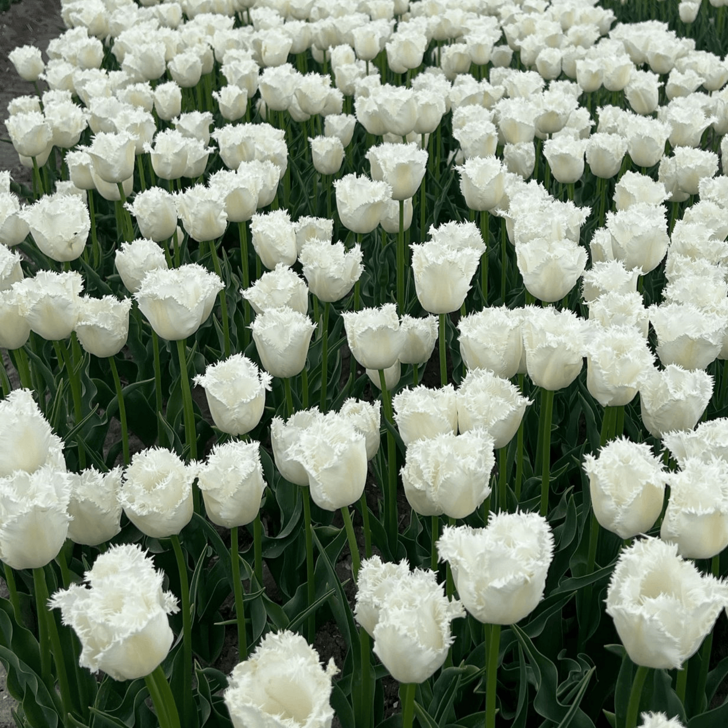20x Tulpenbollen Honeymoon – Witte Kartelrand Tulp