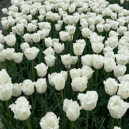 20x Tulpenbollen Honeymoon – Witte Kartelrand Tulp