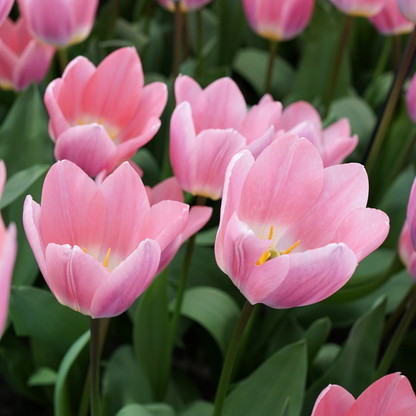 20x Tulpenbollen Light and Dreamy – Prachtige Pastelkleuren