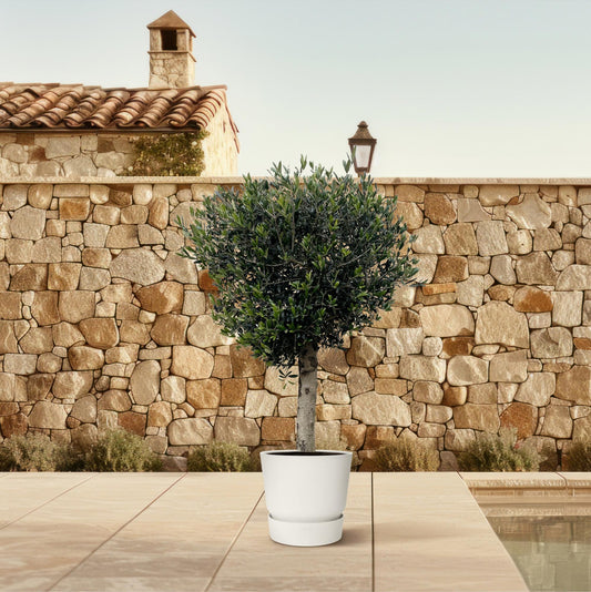 Olea Europaea Lorc | ↕180cm - Ø50cm