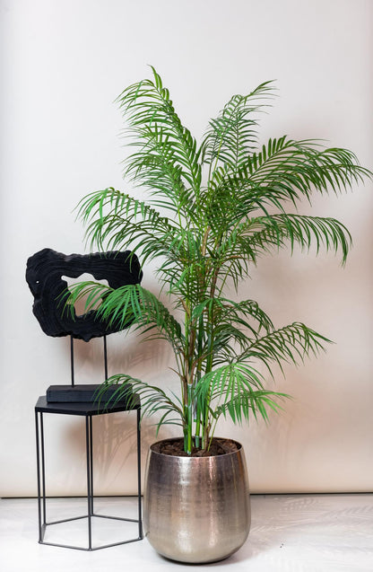 Chamaedorea Elegans - Bergpalm | ↕120 cm - Kunstplant