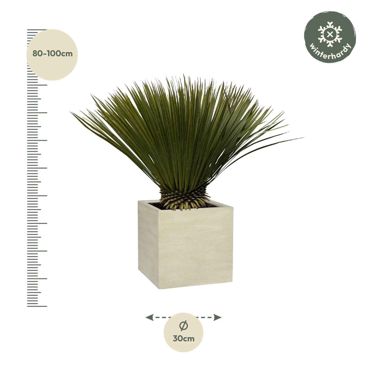 Yucca Rostrata | ↕70cm - Ø30cm
