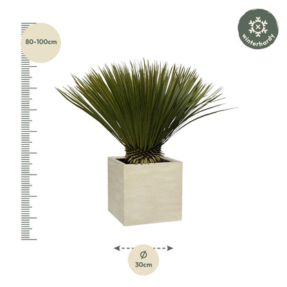 Yucca Rostrata | ↕70cm - Ø30cm