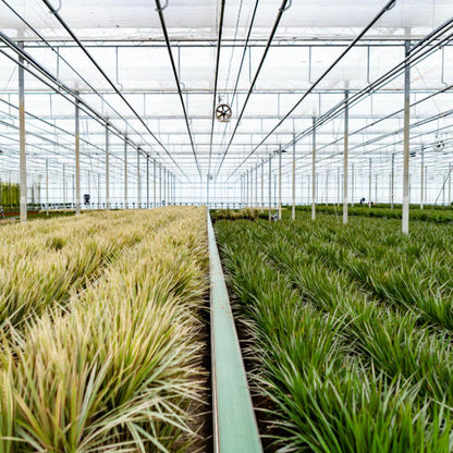Dracaena - 120cm hoog - 21cm doorsnede + Dracaena - 70cm hoog - 17cm doorsnede