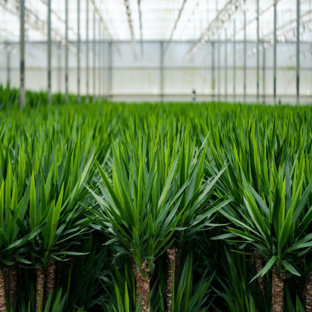 2x Yucca - 90cm hoog - 17cm doorsnede