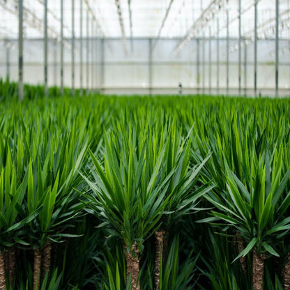 2x Yucca - 90cm hoog - 17cm doorsnede