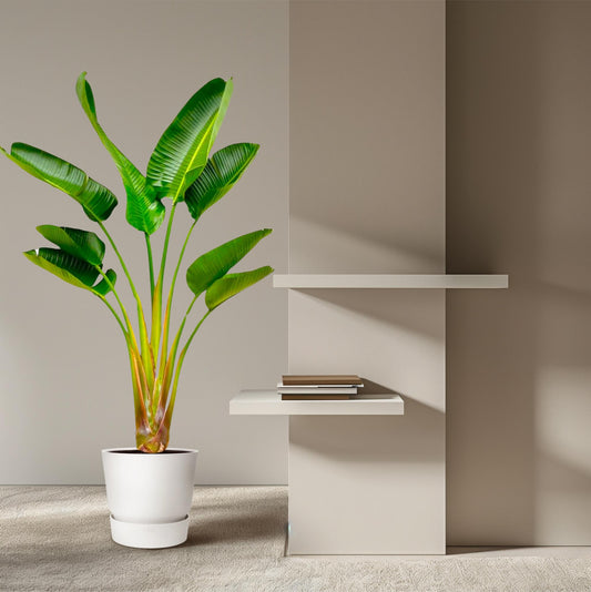 Strelitzia Augusta | ↕160 cm - Ø21-24cm