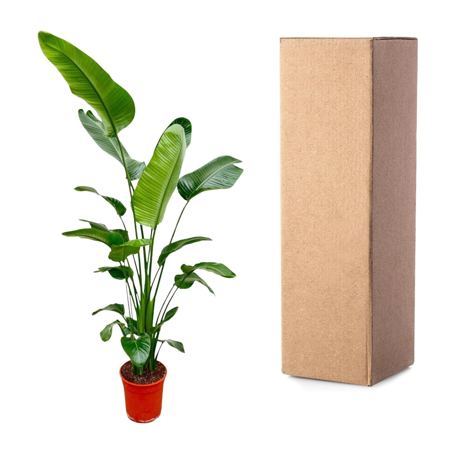 Strelitzia Nicolai | ↕180-200 cm - Ø25-30cm