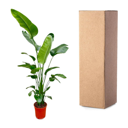 Strelitzia Nicolai | ↕180-200 cm - Ø25-30cm