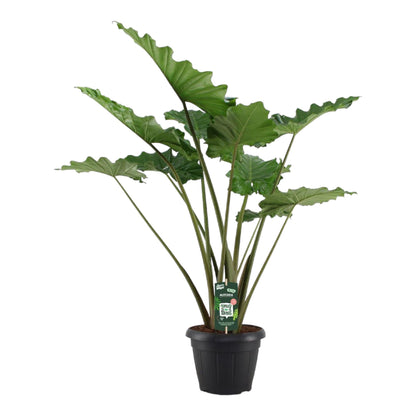 Alocasia Portodora | ↕140 cm - Ø34cm