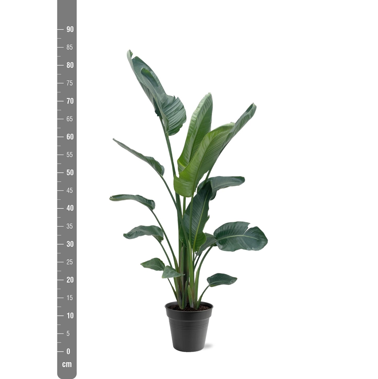 Strelitzia Nicolai XXL | ↕190 - 225 cm - Ø27-30cm