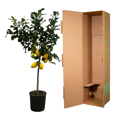 Citrus Lemon (Citroenboom) | ↕150 cm - Ø24cm