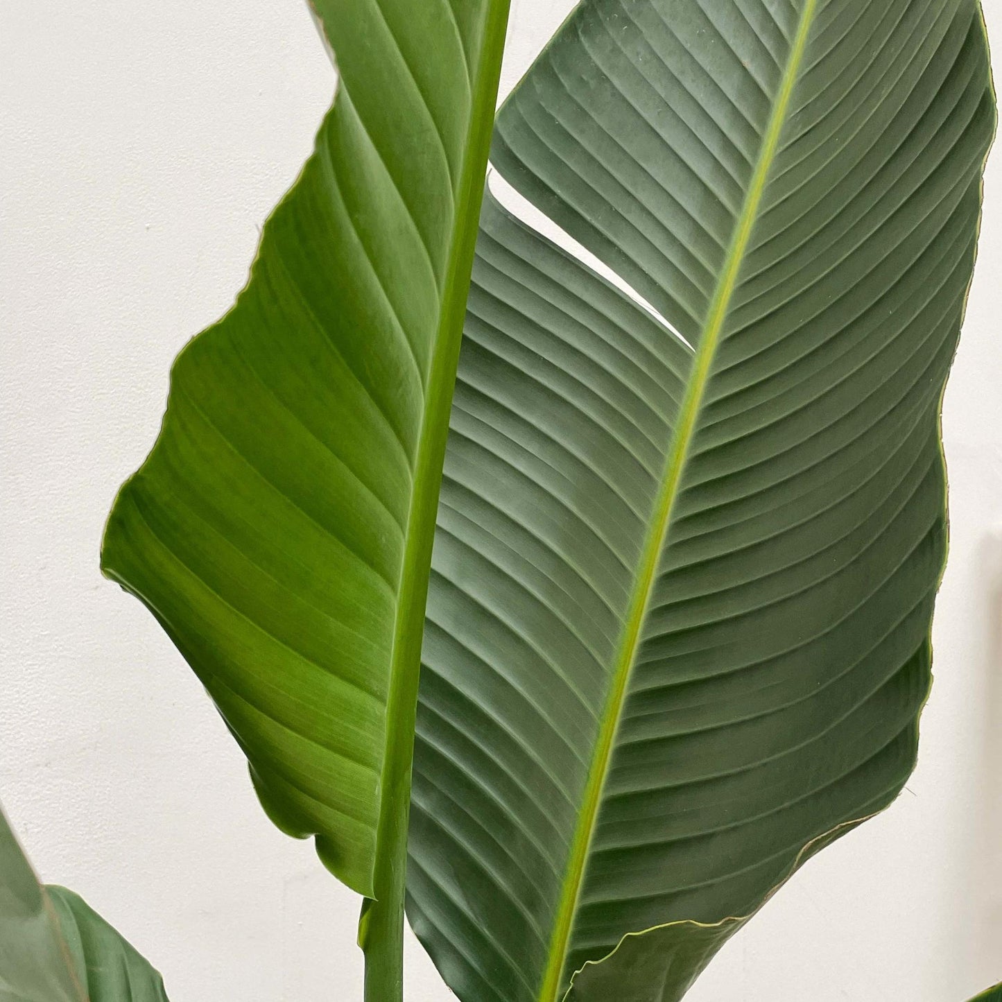Strelitzia Augusta multi stam XXL | ↕250 cm - Ø30-40cm