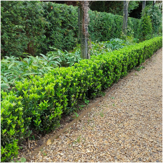 12 x Euonymus Green Spire | Ø7 cm - ↕15 cm