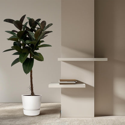 Ficus Elastica Robusta stam | ↕130 cm - Ø24cm