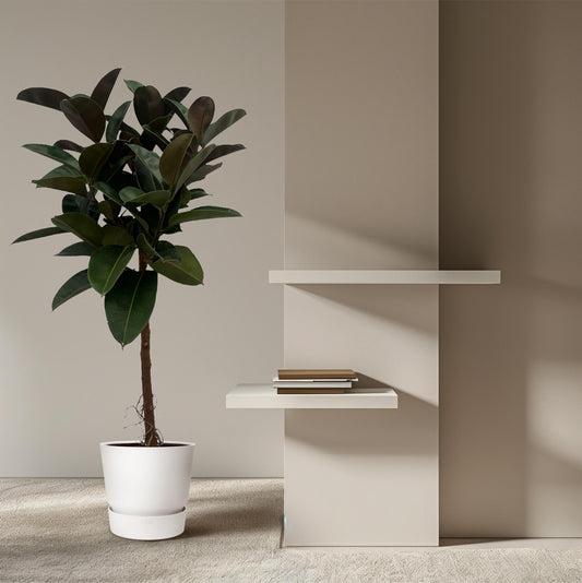 Ficus Elastica Robusta stam | ↕130 cm - Ø24cm