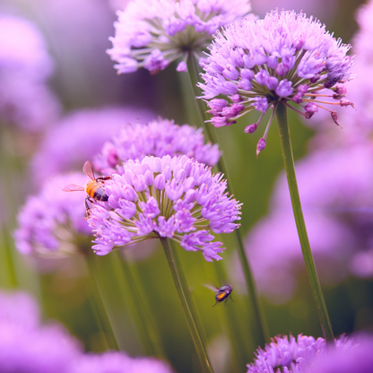 Allium carolinianum 15 stuks