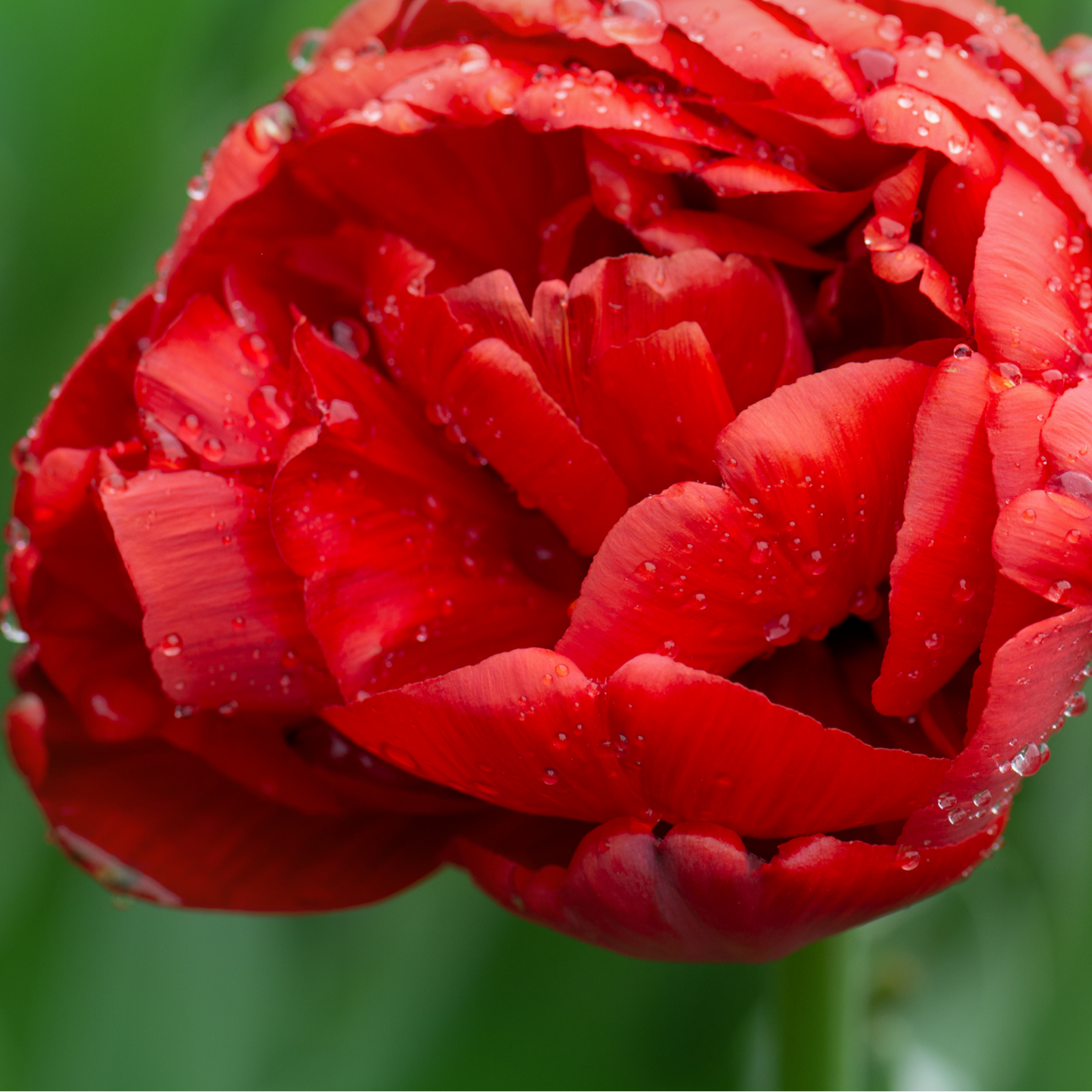 20x Tulpenbollen Bombastic Red – Rode Pioentulp