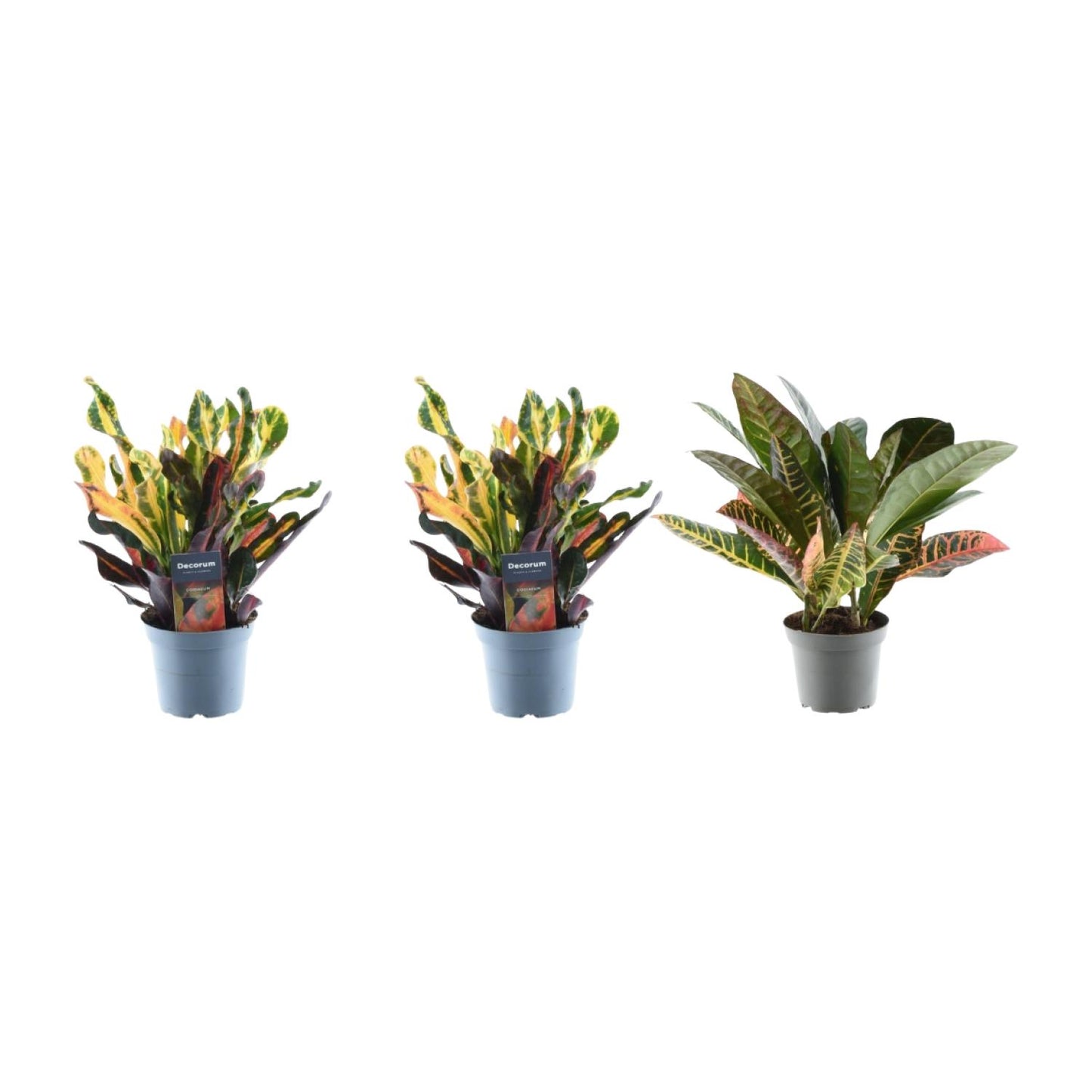 3x Croton Codiaeum mix | ↕30 cm - Ø12cm
