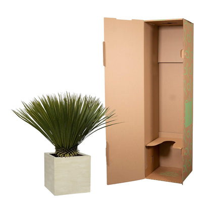 Yucca Rostrata | ↕70cm - Ø30cm