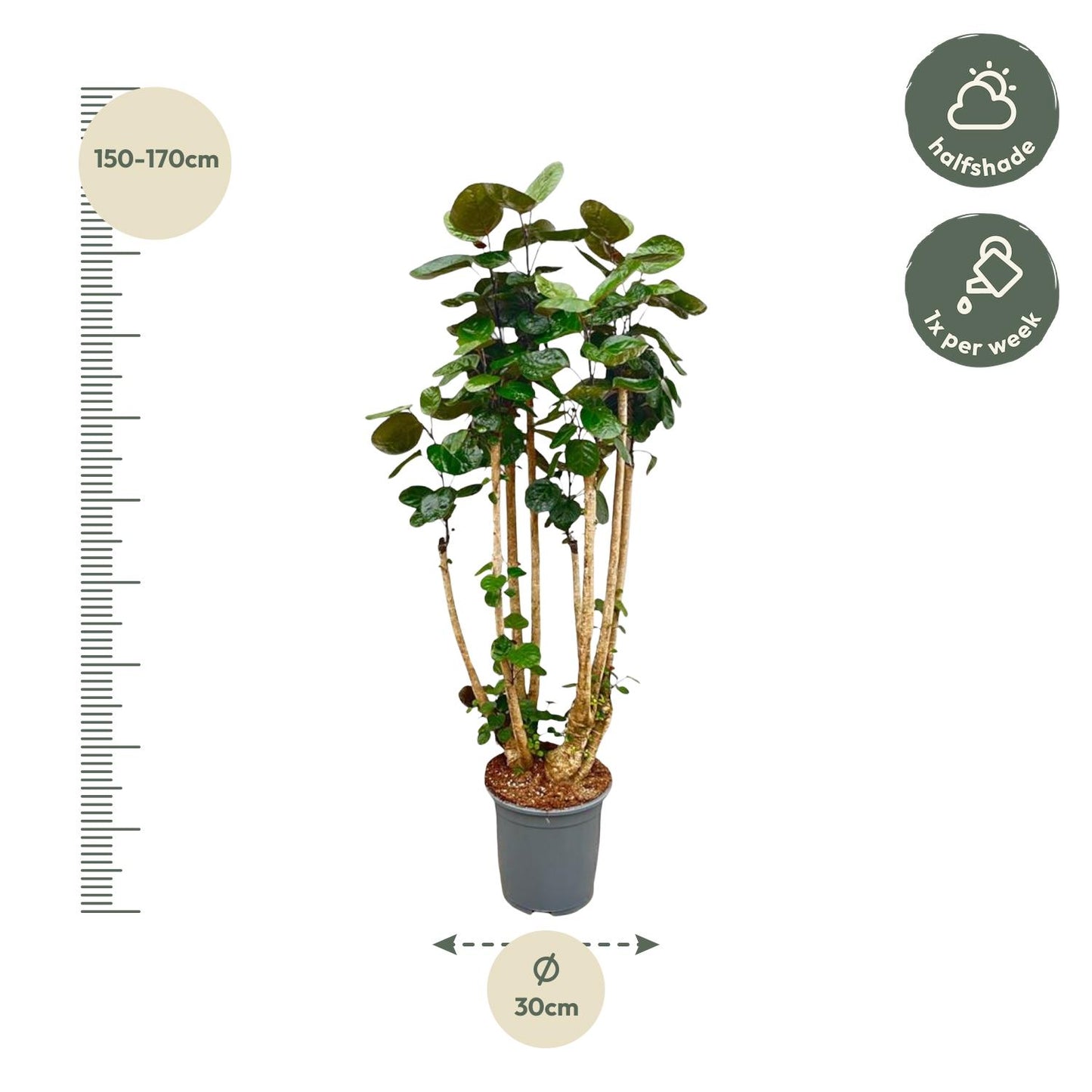 Polysicas Fabian XXL | ↕160 cm - Ø30cm