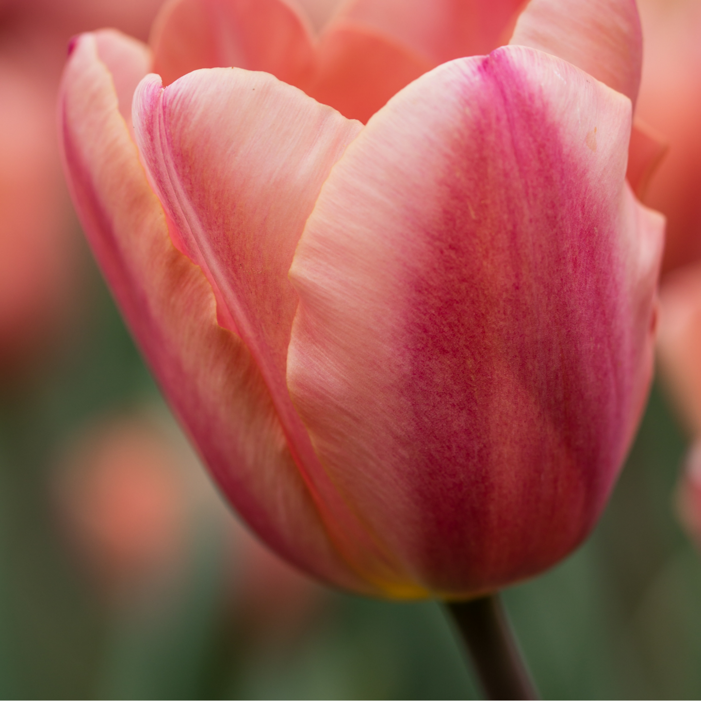 20x Tulpenbollen Apricot Foxx – Zalmroze Tulp