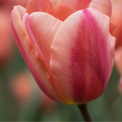 20x Tulpenbollen Apricot Foxx – Zalmroze Tulp
