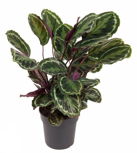 Calathea Medallion | ↕80 cm - Ø24cm