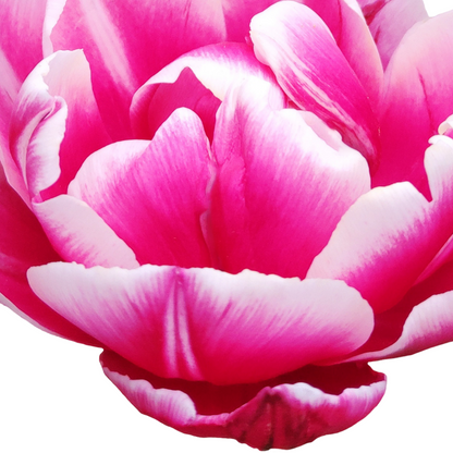 20x Tulpenbollen Columbus – Roze-Witte Dubbele Pioentulp