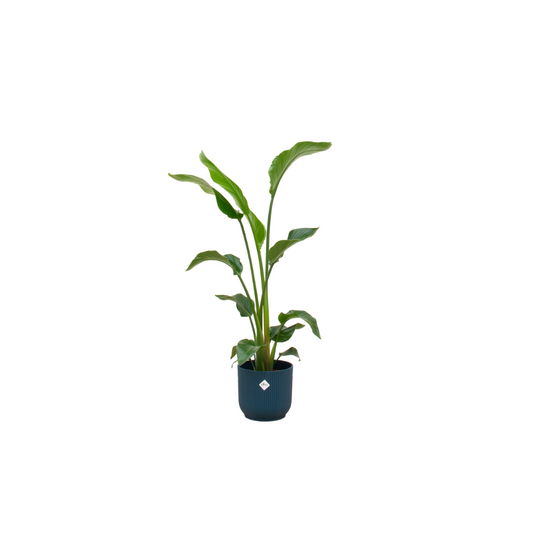 Strelitzia Nicolai + Elho Vibes Fold Round blauw | Ø22 - ↕100 cm