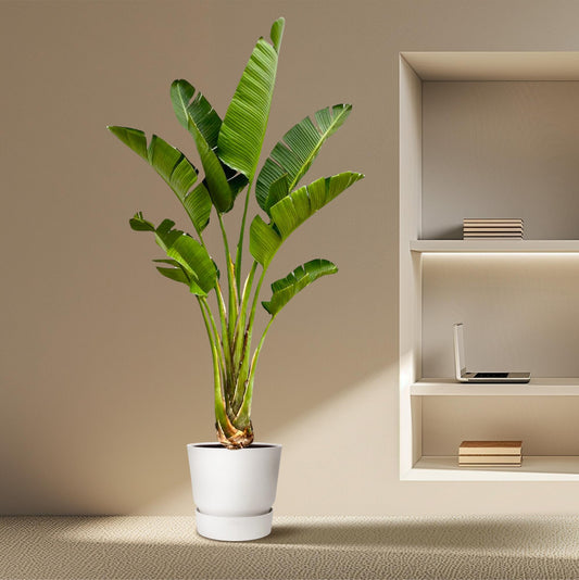 Strelitzia Augusta | ↕250cm - Ø45cm