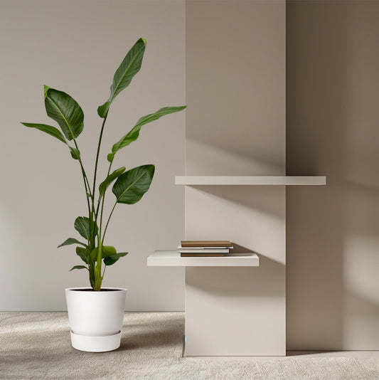 2x Strelitzia Nicolai | ↕130 cm - Ø17cm