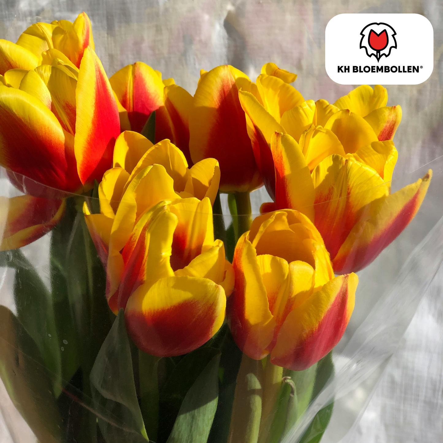 20x Tulpenbollen Jan Seignette – Rood-Geel Gestreepte Tulp
