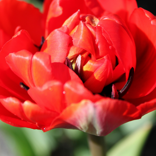 20x Tulpenbollen Bombastic Red – Rode Pioentulp
