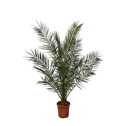 Phoenix Canariensis | ↕170 cm - Ø30cm