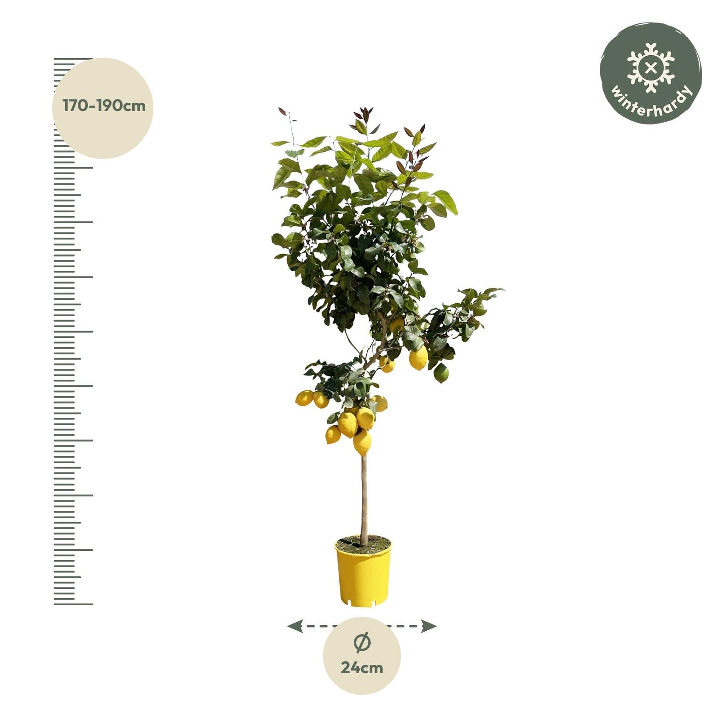 Citroenboom | ↕150 cm - Ø24cm