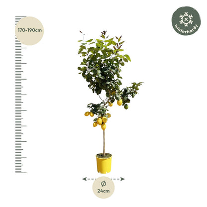 Citroenboom | ↕150 cm - Ø24cm