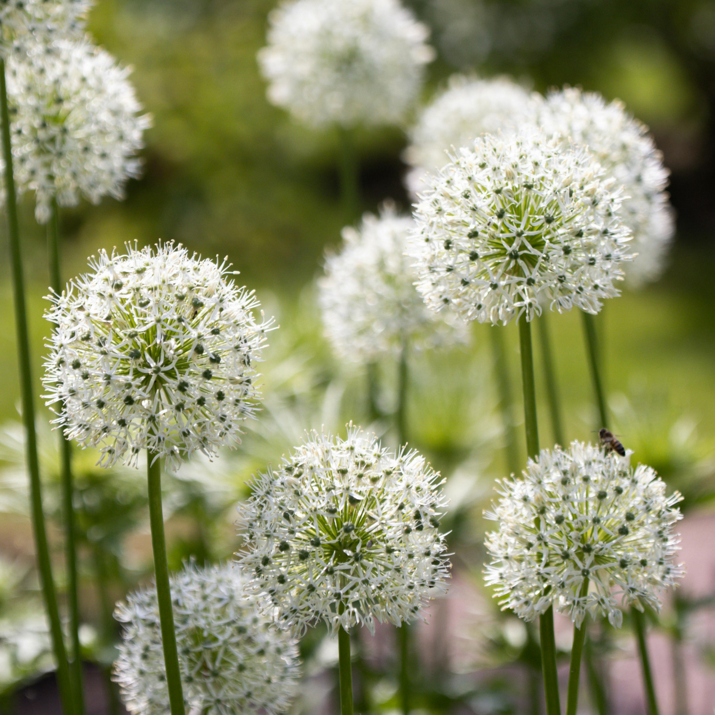 4x Allium Mix bollen