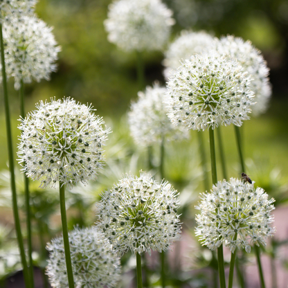 4x Allium Mix bollen