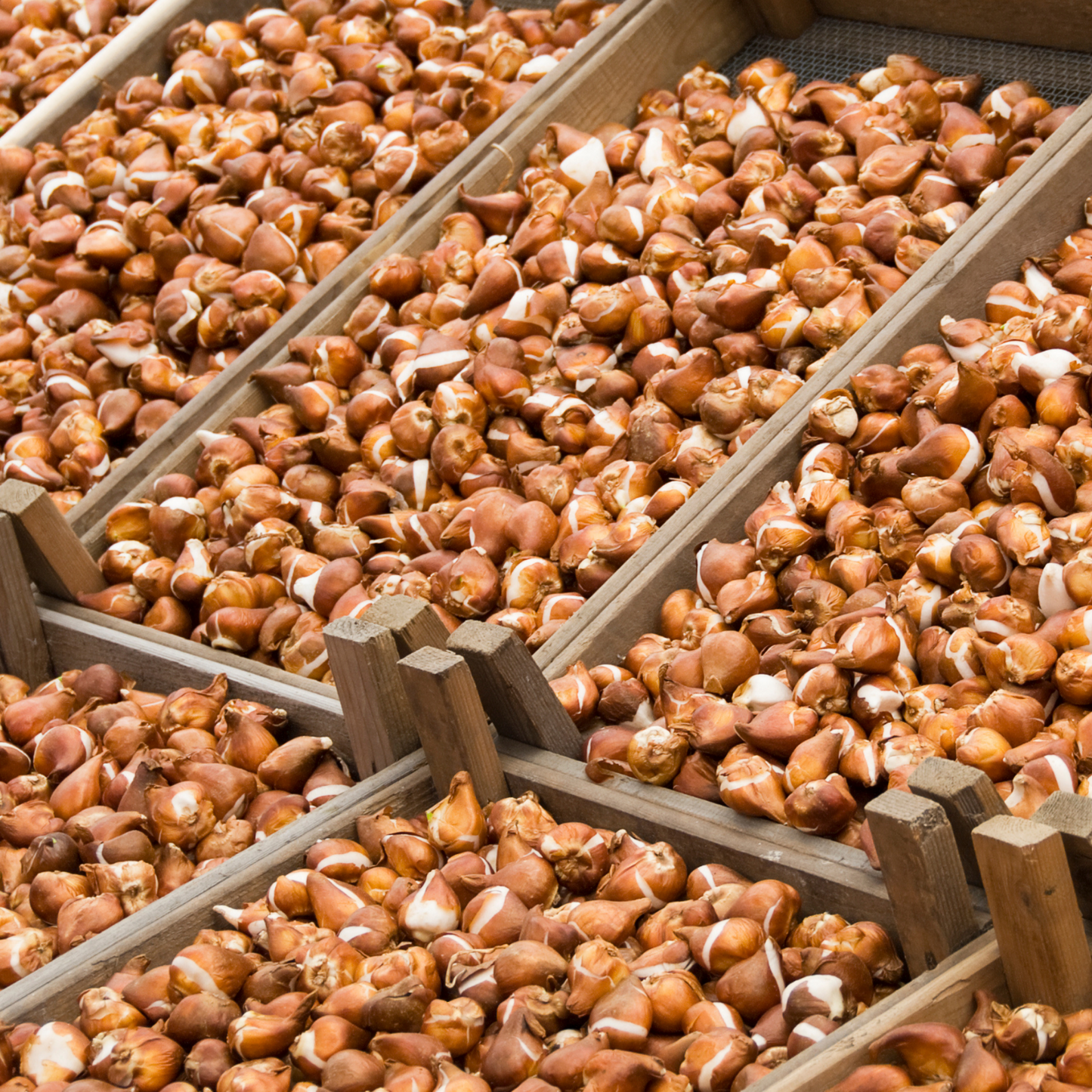 20x Tulpenbollen Icoon – Oranje Dubbelbloemige Tulp