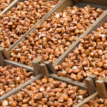 20x Tulpenbollen Icoon – Oranje Dubbelbloemige Tulp