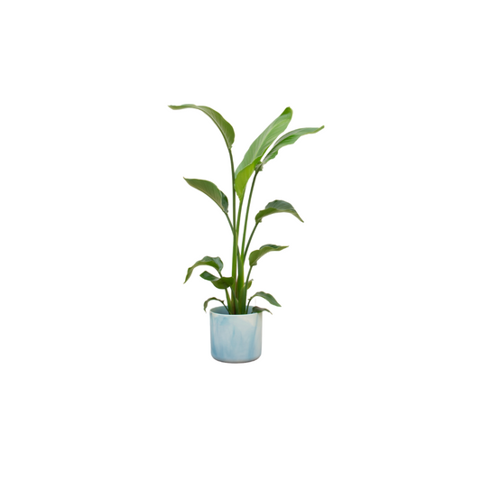 Strelitzia Nicolai + Elho Ocean Round atlantisch blauw | Ø22 - ↕120 cm