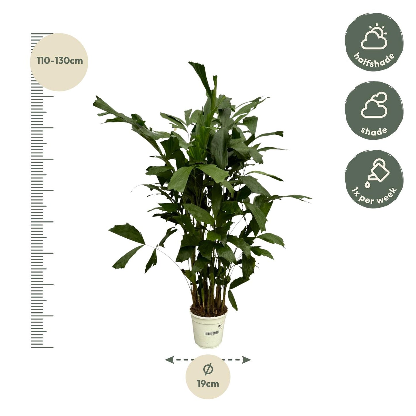 Caryota Mitis | ↕130 cm - Ø19cm