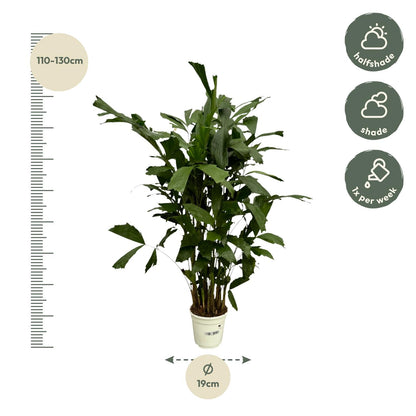 Caryota Mitis | ↕130 cm - Ø19cm